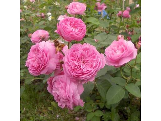 Rosier 'Louise Odier'