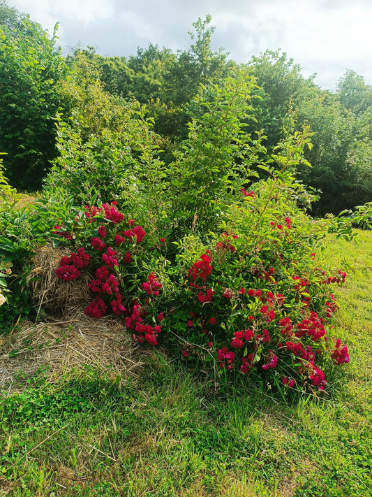 Rosier 'Abondance de cohan'