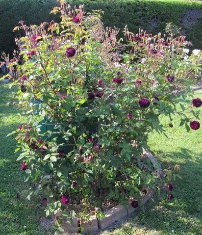 Rosier 'Petite renoncule violette '
