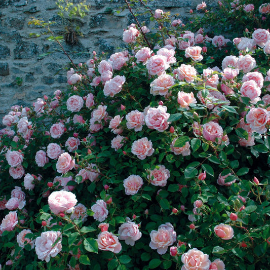 Rosier 'Albertine' (Grimpant)