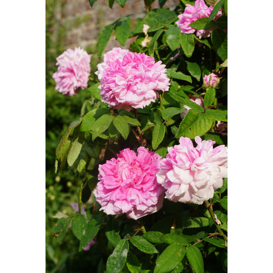 Rosier 'Enfant de France'