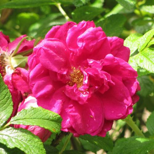Rosier 'Roseraie de l'Haÿ'