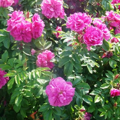 Rosier 'Roseraie de l'Haÿ'