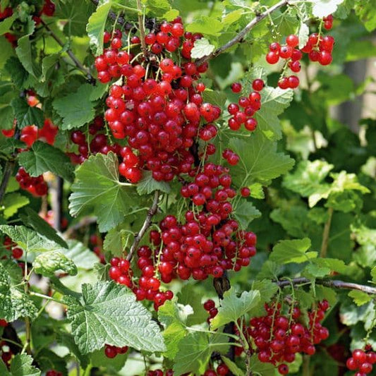 Groseillier à grappes 'Versaillaise rouge'